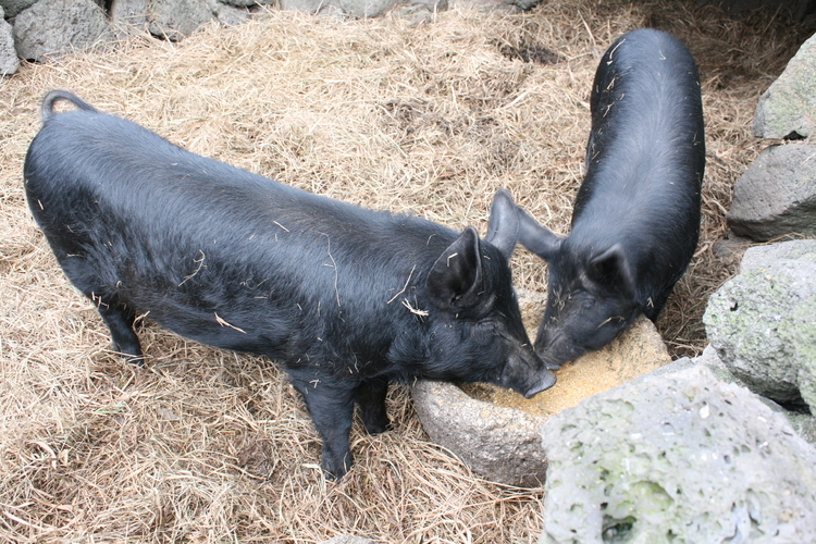 民俗村では家庭における黒豚の飼育風景を再現している