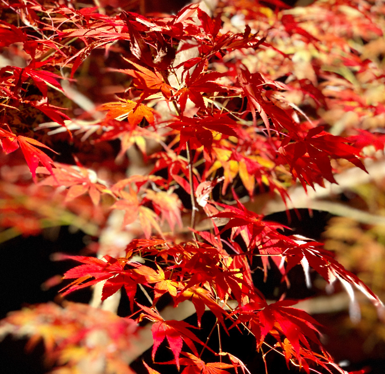 秋の京都はここに決まり！　京都の紅葉名所と、おすすめグルメ店をご紹介