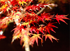 秋の京都はここに決まり！　京都の紅葉名所と、おすすめグルメ店をご紹介