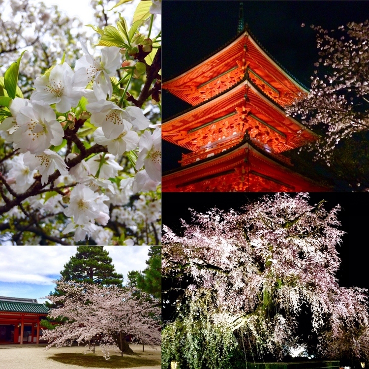 【春の京都はここ！】京都の桜名スポットと、おすすめグルメ店をご紹介
