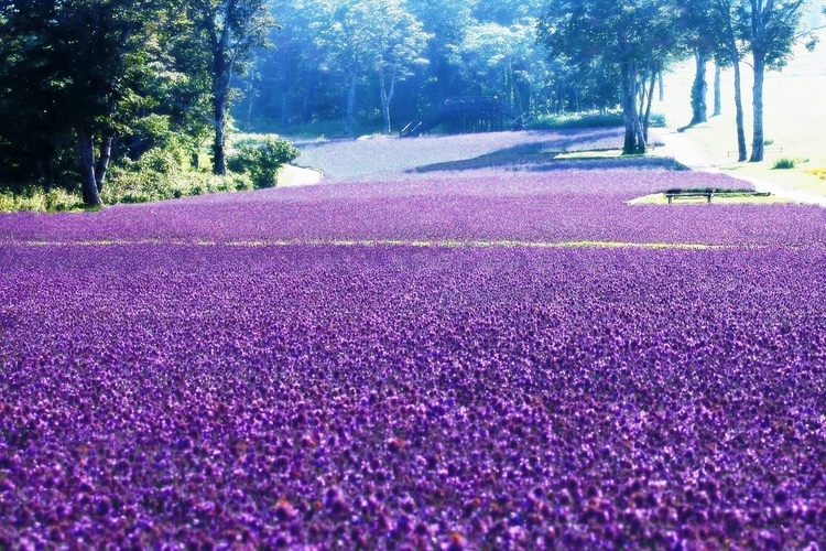 一面の花畑が続く「たんばらラベンダーパーク」（©群馬県観光物産国際協会）