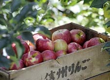 長野で花開いた「英国りんご」の魅力を知る旅へ from おいしいニッポン物語（第１回）