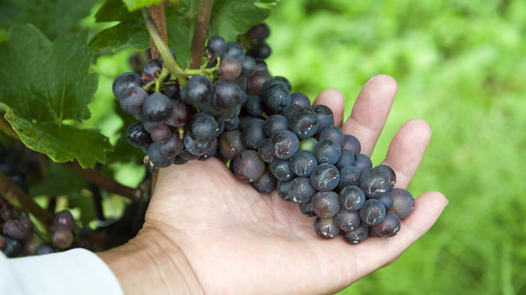 ピノ・ノワールのブドウ。気候や雨などで果実が割れてしまう非常に難しい品種だそう