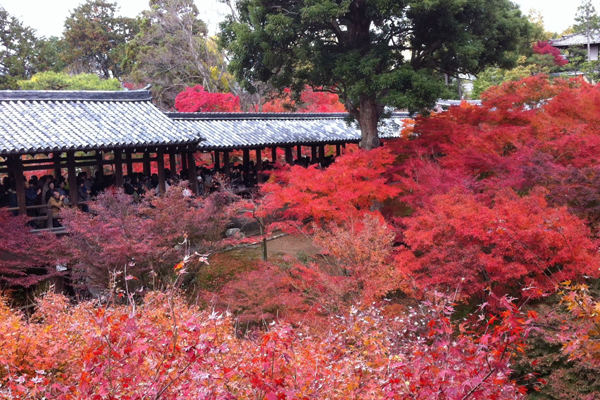 東福寺の通天橋は「通天紅葉」とも呼ばれ、絶景として名高い