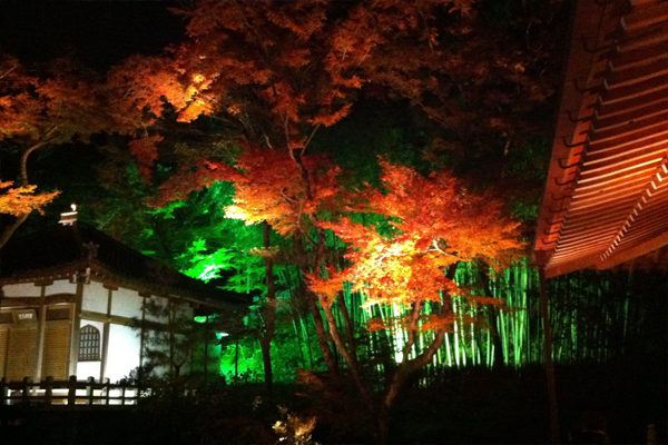 色鮮やかな光は、照らされた楓や竹林が映し出す自然の色