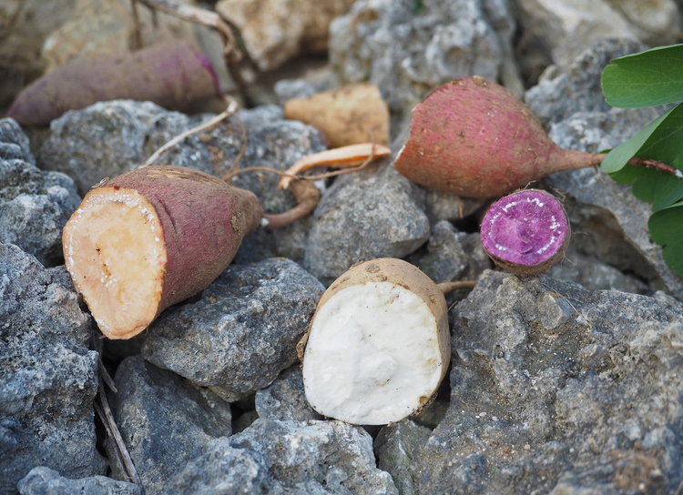 珊瑚が隆起してできた竹富島は農作物が育ちにくく、そんな島の生活を支えてきたのがこの芋。秋に植え冬に収穫する芋が一番美味しいと言われ、採れるのは白、橙、紫の３種