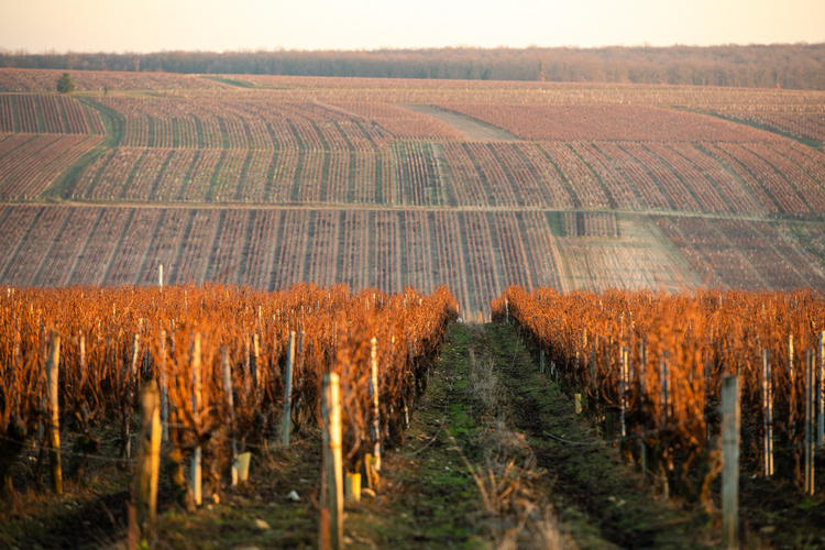 春の芽吹きを待つブドウ畑。ワイン産地の景観は四季を通して見る者の胸を打つ。