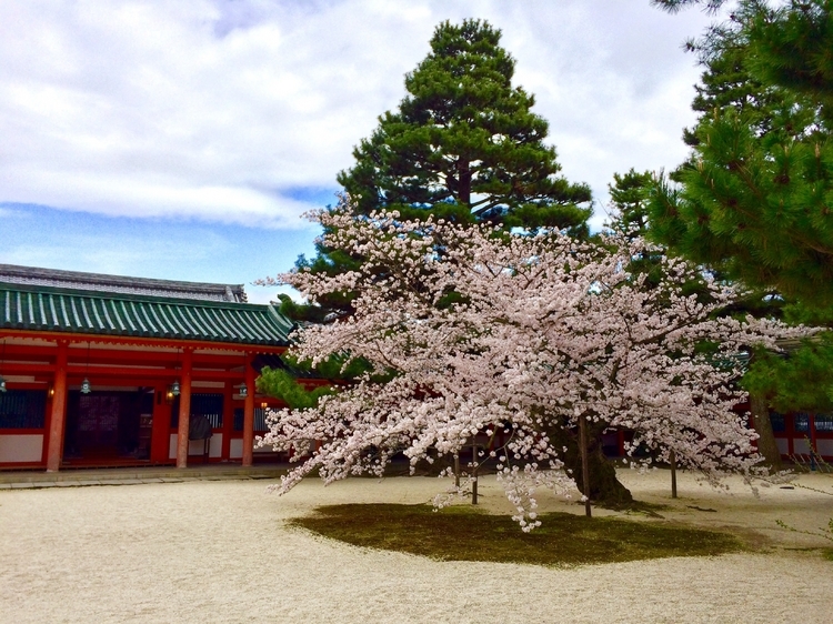 広大な神苑に咲く桜は、社殿とのコントラストが美しい