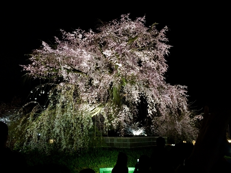美しくライトアップされる、樹高12mもの枝垂れ桜が堂々と咲き誇る