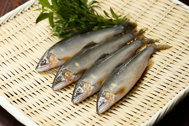 熊本・川辺川から直送された、新鮮な鮎を使用。この日は7月上旬、鮎の漁が解禁して間もない若鮎