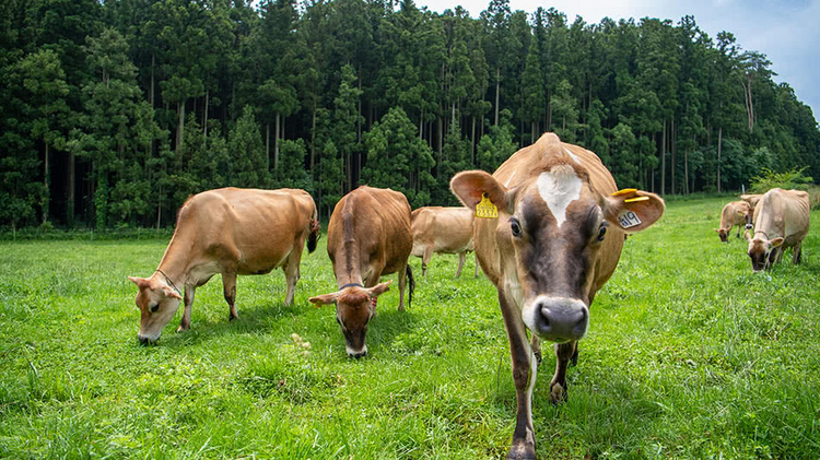 【森林ノ牧場】では8ヘクタールのところに30頭が暮らしている。牛たちはみんな元気でおてんば。かりん、リーリ、まんてん。それぞれが愛らしい名前で呼ばれている