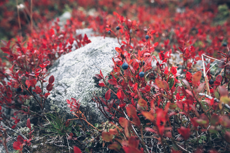 秋から冬への季節の変わり目、ビルベリーの葉が深紅に紅葉している。自然が眠りにつく前のひととき。