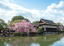 京都のお花見名所と、おすすめグルメ店をご紹介