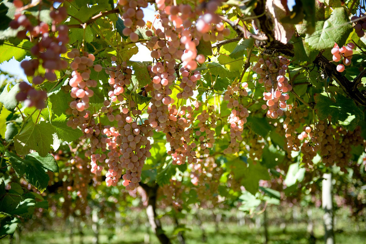 「サントリー登美の丘ワイナリー」の自家ぶどう畑では、主に11品種のぶどうが栽培されている