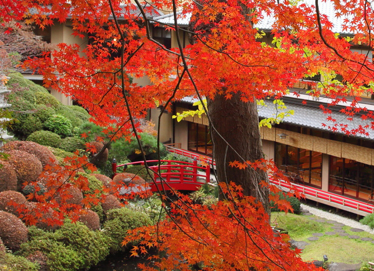 鶯啼庵の日本庭園