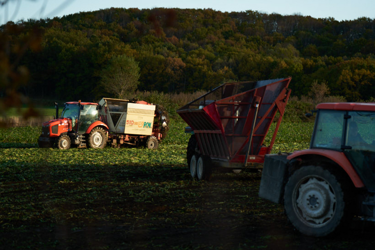 てんさい糖の元になるビートの収穫風景。写真のトラクター「ピタROW」はビート専用の収穫機で、このトラクターを見かけたらそこは一面ビート畑！