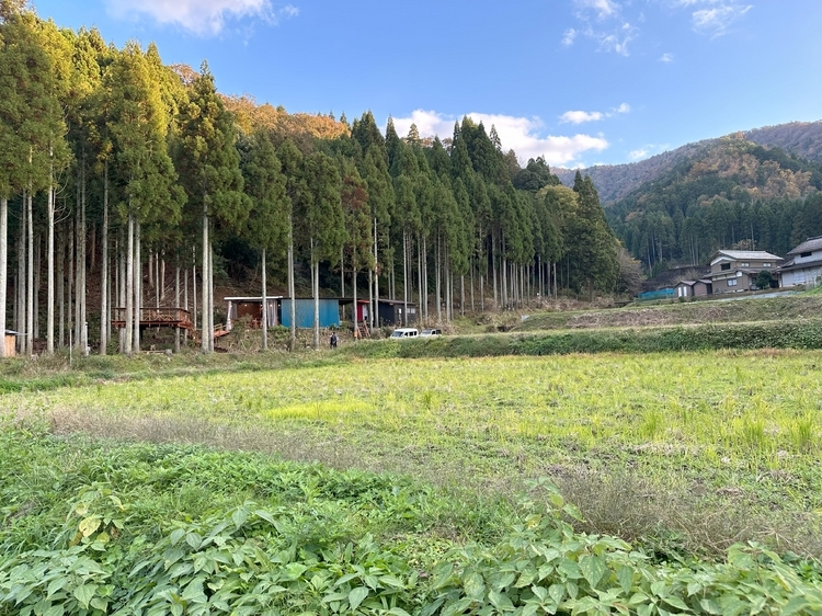 田舎の大鵬