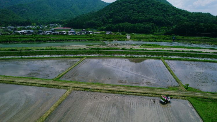 山田錦の栽培を行っているのは、兵庫県のほぼ中央に位置する西脇市。近隣を流れる加古川や杉原川などの豊かな水資源にも恵まれ、この地域は米の産地としても知られている