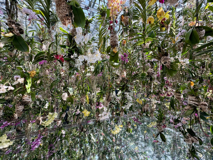 チームラボ《Floating Flower Garden: 花と我と同根、庭と我と一体》