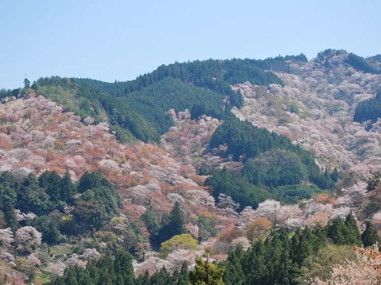 桜の名所「吉野山」の一目千本