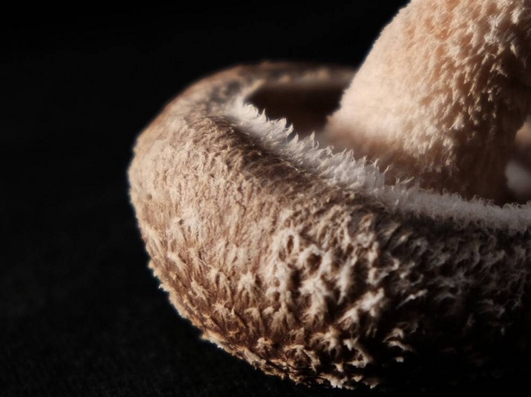 奈良県吉野町の岡本さんがつくっている「原木しいたけ」