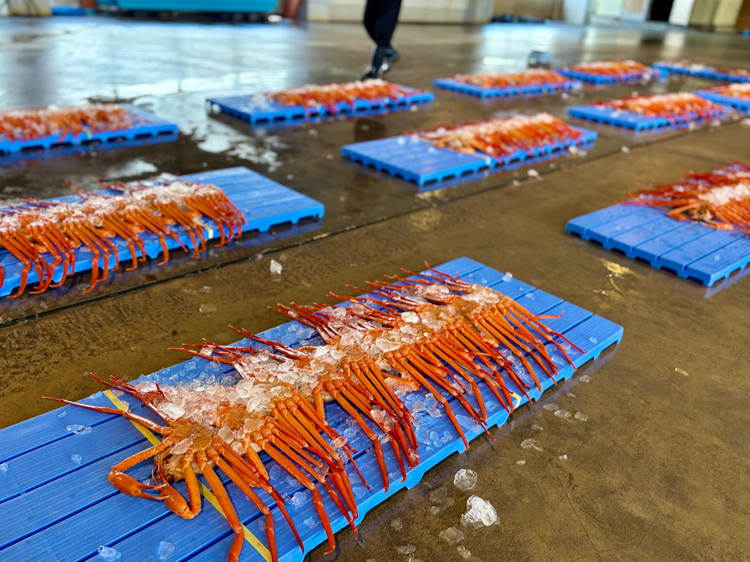 【新湊漁港】の昼セリ