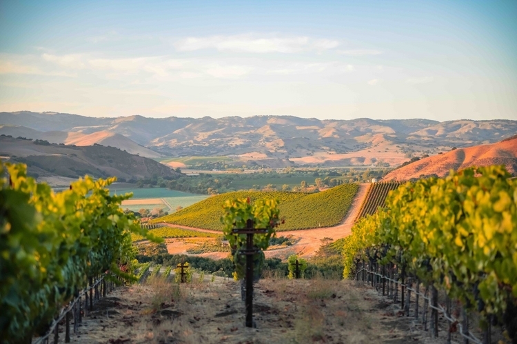 El Habali（HABARI）の畑