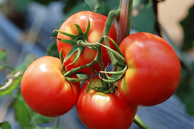 トマトのリコピンも、第７の栄養素ともいわれる「ファイトケミカル」のひとつです