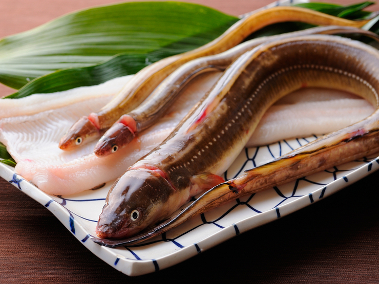 夏こそ旬 穴子のポテンシャルを引き出す 穴子づくし の名店 ヒトサラマガジン