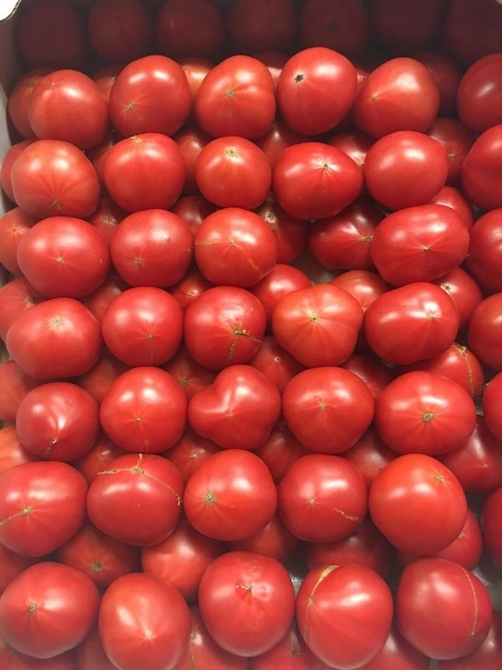 濃いだけじゃない、コクのあるトマトを実現