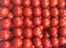 野菜ソムリエがつくる「トマト」の秘密 inおかざき農園