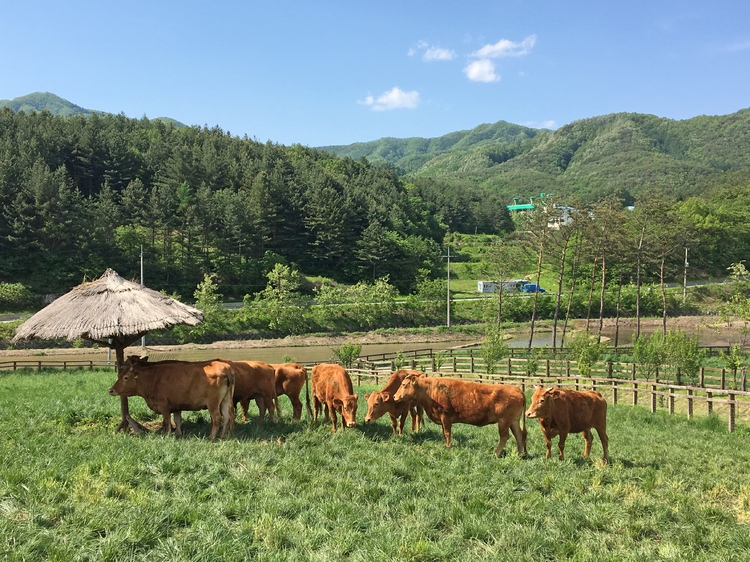 横城の涼やかな高原地域は韓牛の飼育に最適とされる